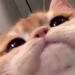 Meet your Posher, Cameron